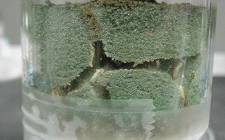 Laboratoire - termites dans de la mousse florale
