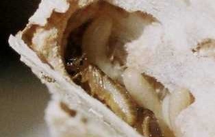 Cryptotermes brevis adulte