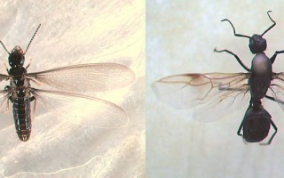 Reticulitermes flavipes - fourmis / comparaison