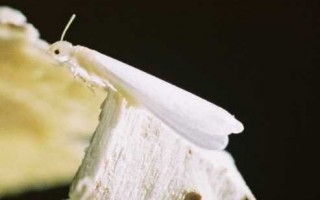 Cryptotermes brevis imago blanc