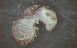 Lyctus larve