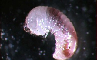 Lyctus larve