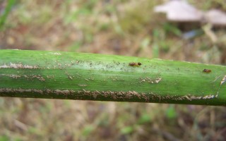 Termite nasutitermes