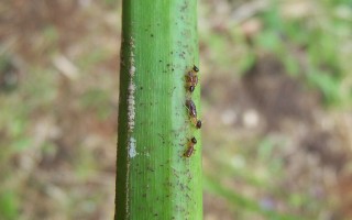 Termite nasutitermes