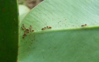 Termite nasutitermes