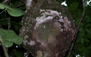 Termite nasutitermes nid
