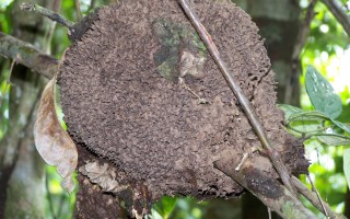 Termite nasutitermes nid