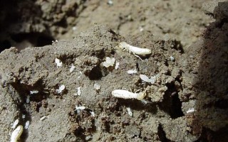 Reticulitermes flavipes oeufs + ouvrier